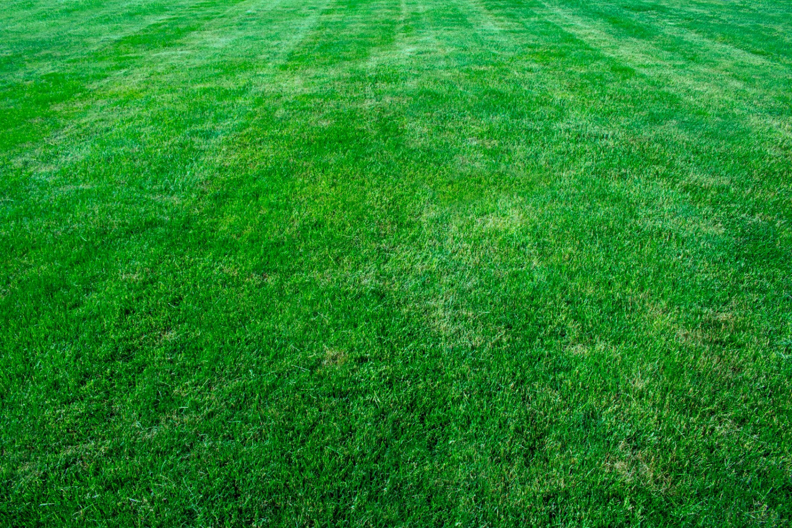 Conquering Your East Cobb Lawn: A Guide to Lush Green Satisfaction